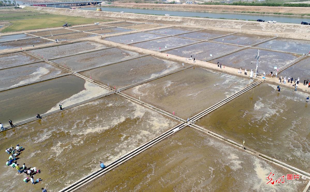 海水稻插秧节在全国多地开启