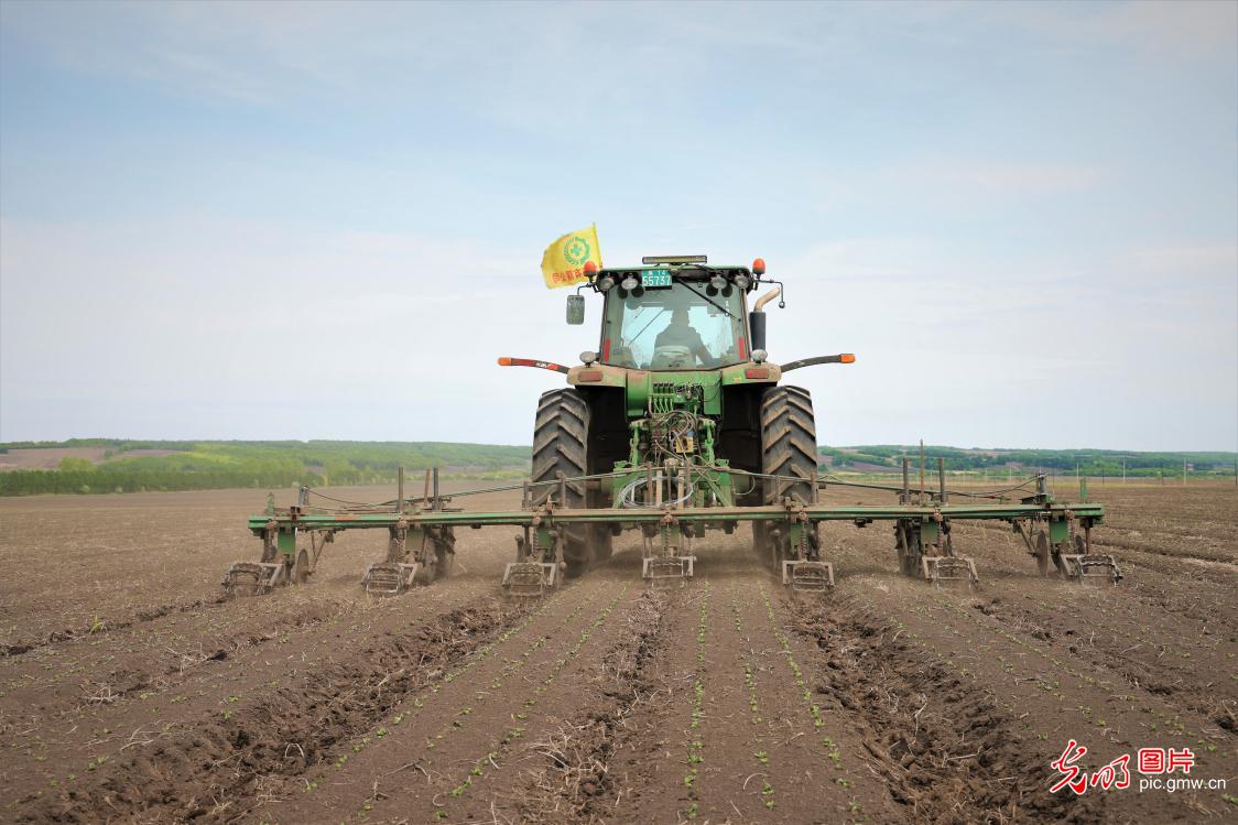 北大荒19万亩大豆进行第一遍中耕作业
