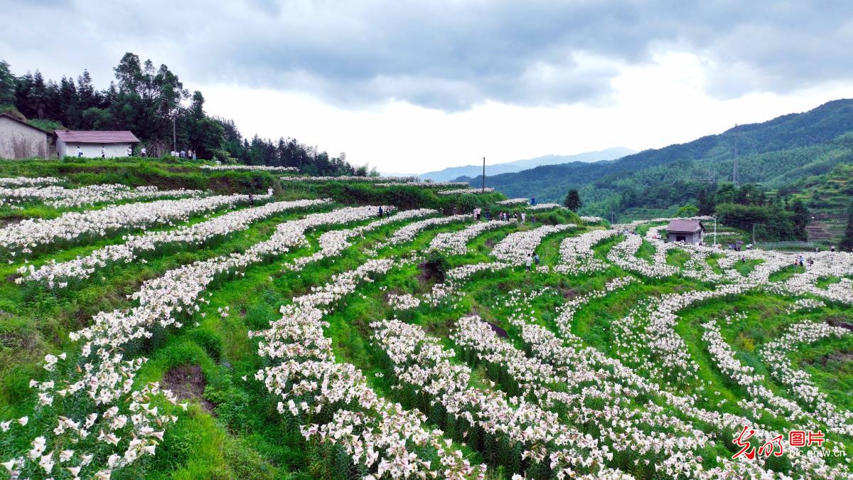 百合花开迎客来 百合花开迎客来