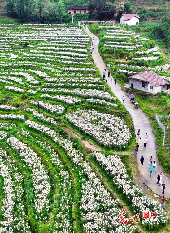百合花开迎客来 百合花开迎客来