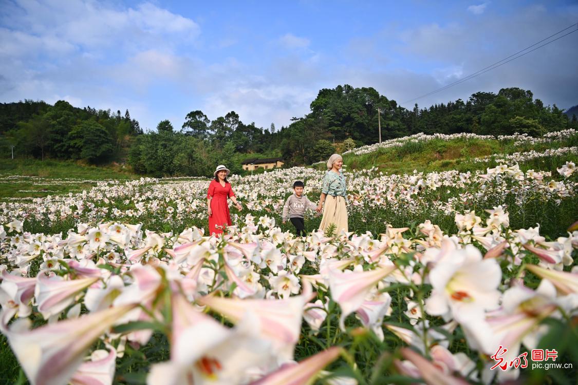 百合花开迎客来 百合花开迎客来