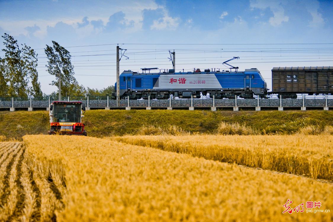 河南南阳：铁路线边小麦收割忙