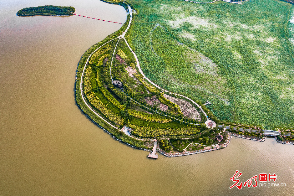 【我们的新时代】天津东丽区：聚焦绿色发展 绘就生态画卷