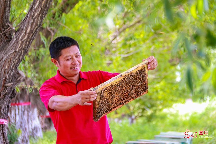 【我们的新时代】养蜂业酿出甜蜜新生活