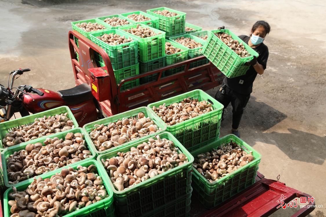 河北承德：越夏香菇收获助农增收致富