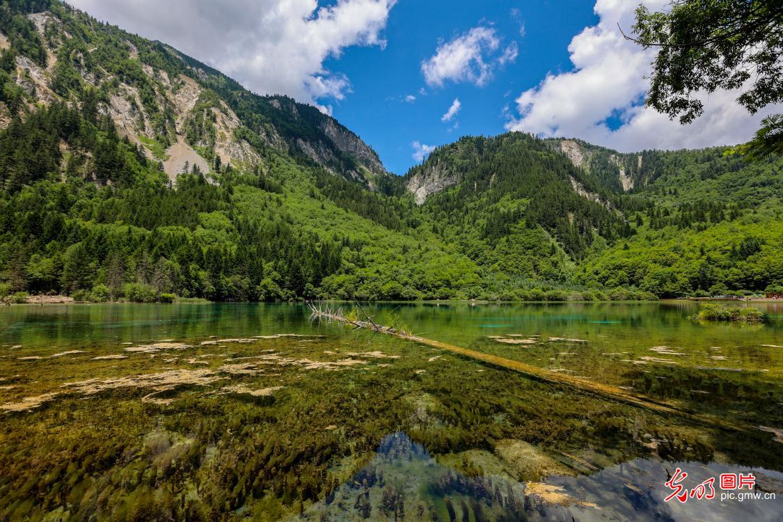 2022年7月2日,夏日里的四川省阿坝州九寨沟风景区山风水韵,树木葱郁