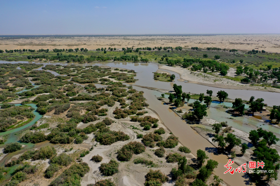 【我的家乡河】新疆尉犁：20万亩天然胡杨林与草原植被喝上生态水