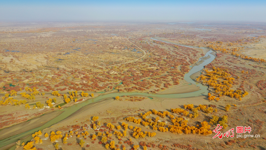 【我的家乡河】新疆尉犁：20万亩天然胡杨林与草原植被喝上生态水