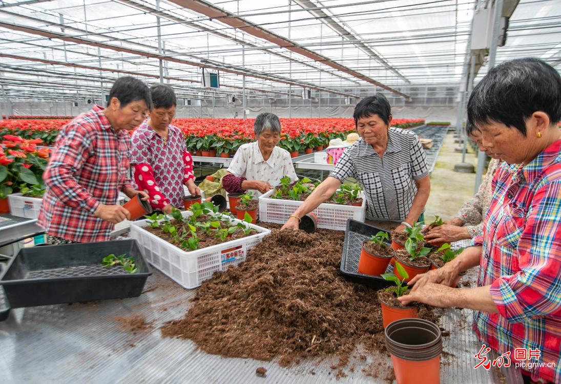博鱼体育江苏泰州：鲜花盛开绽放“美丽经济”(图1)