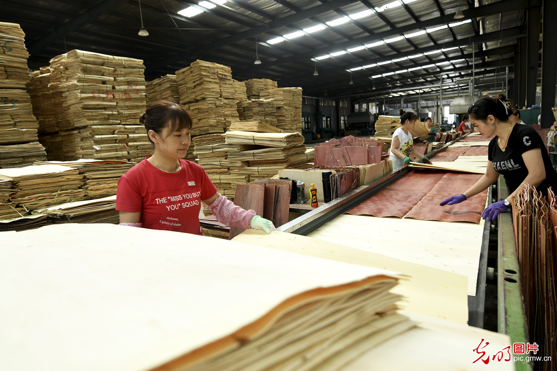 河北文安：全力打造板材产业集群 助推区域经济发展
