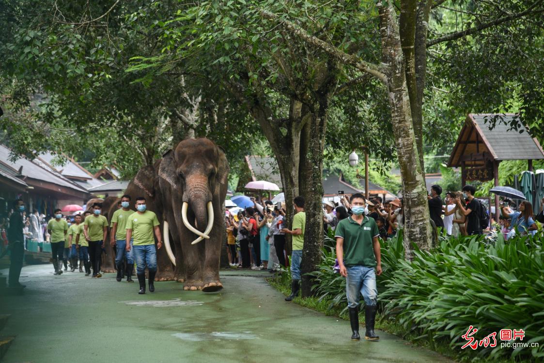 西双版纳举办世界大象日系列宣传活动