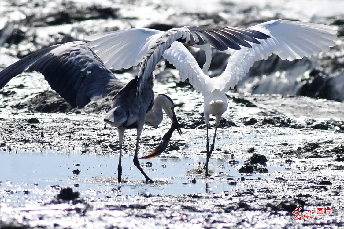 山东青岛：恢复滩涂生态 助力候鸟越冬