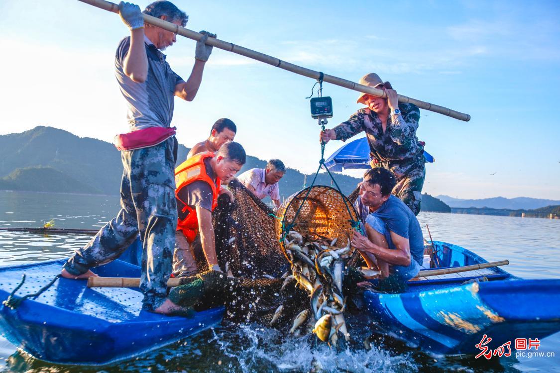 400余万尾鲢鳙老口鱼种投放千岛湖