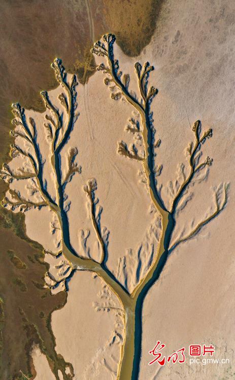 鄱阳湖现“大地之树”自然景观