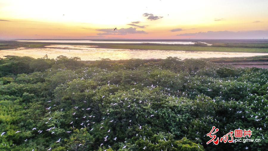 【绿水青山“瞰”中国之太空影像篇】江西南昌：守一片湿地 护万千物种