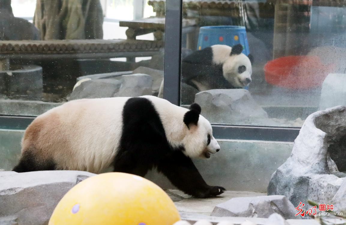 大熊猫“新月”“竹韵”做客苏州11周年