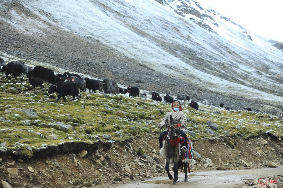 西藏墨竹工卡：高山牦牛开始秋季转场