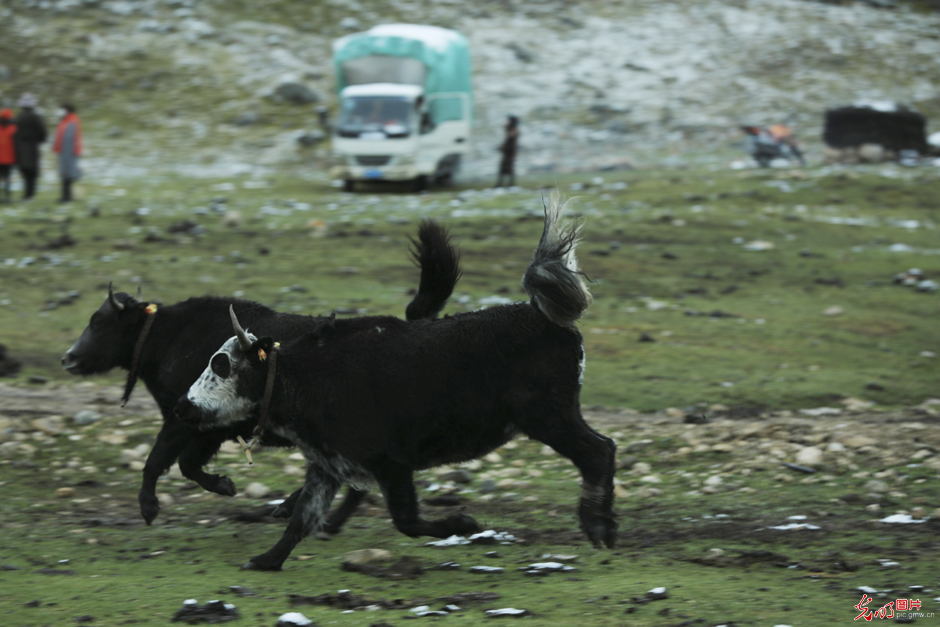 西藏墨竹工卡：高山牦牛开始秋季转场