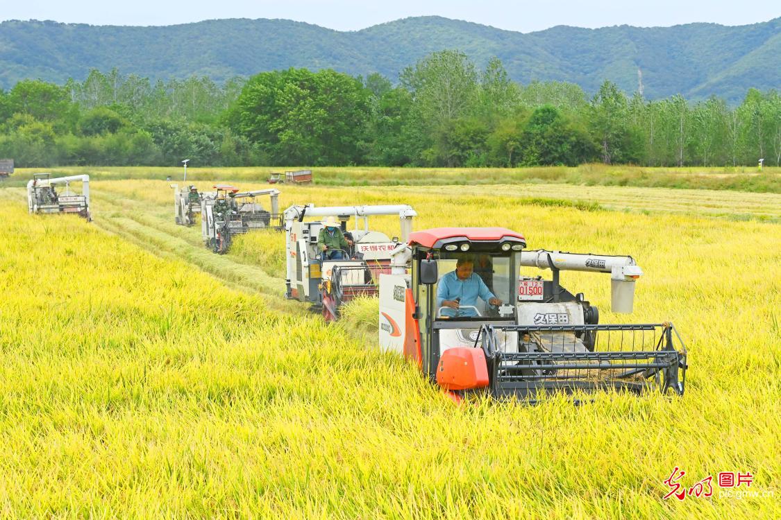 滁州南谯35万亩水稻开镰收割