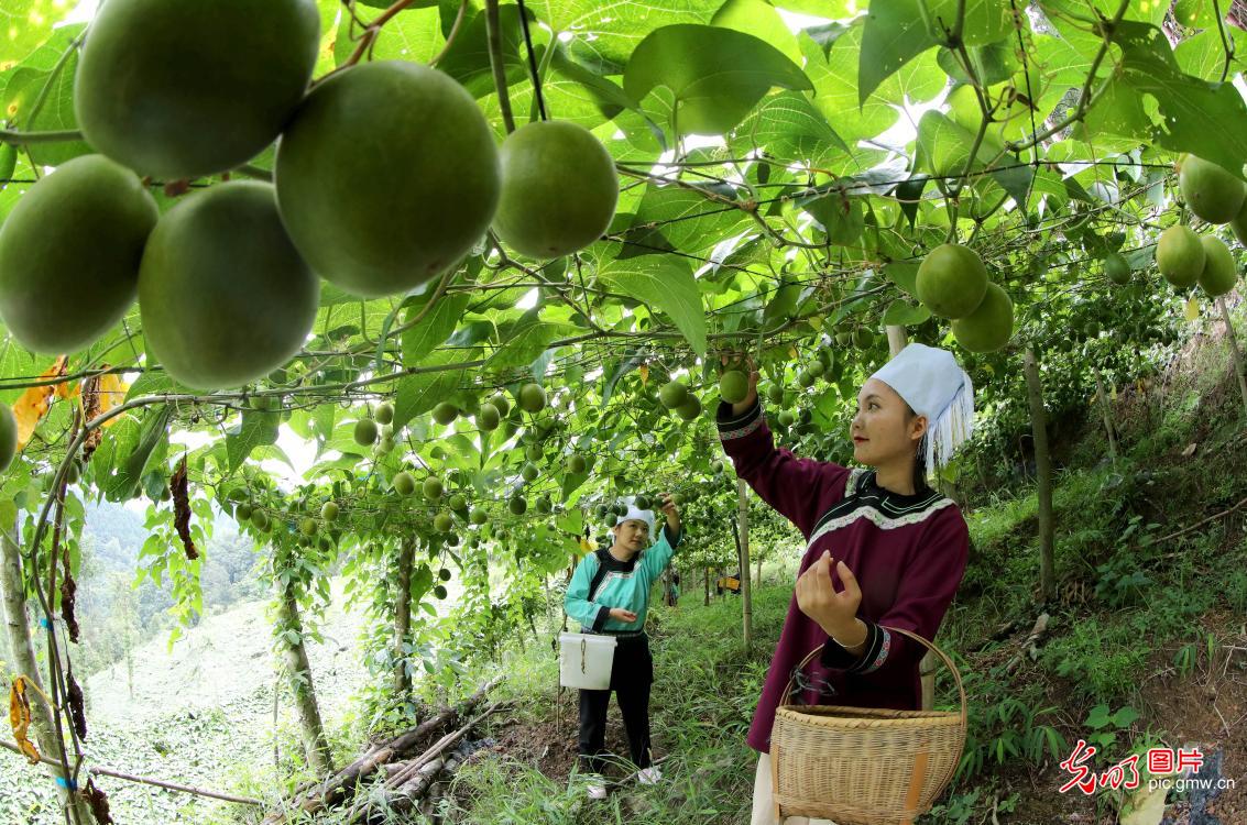 贵州榕江：罗汉果种植迎丰收