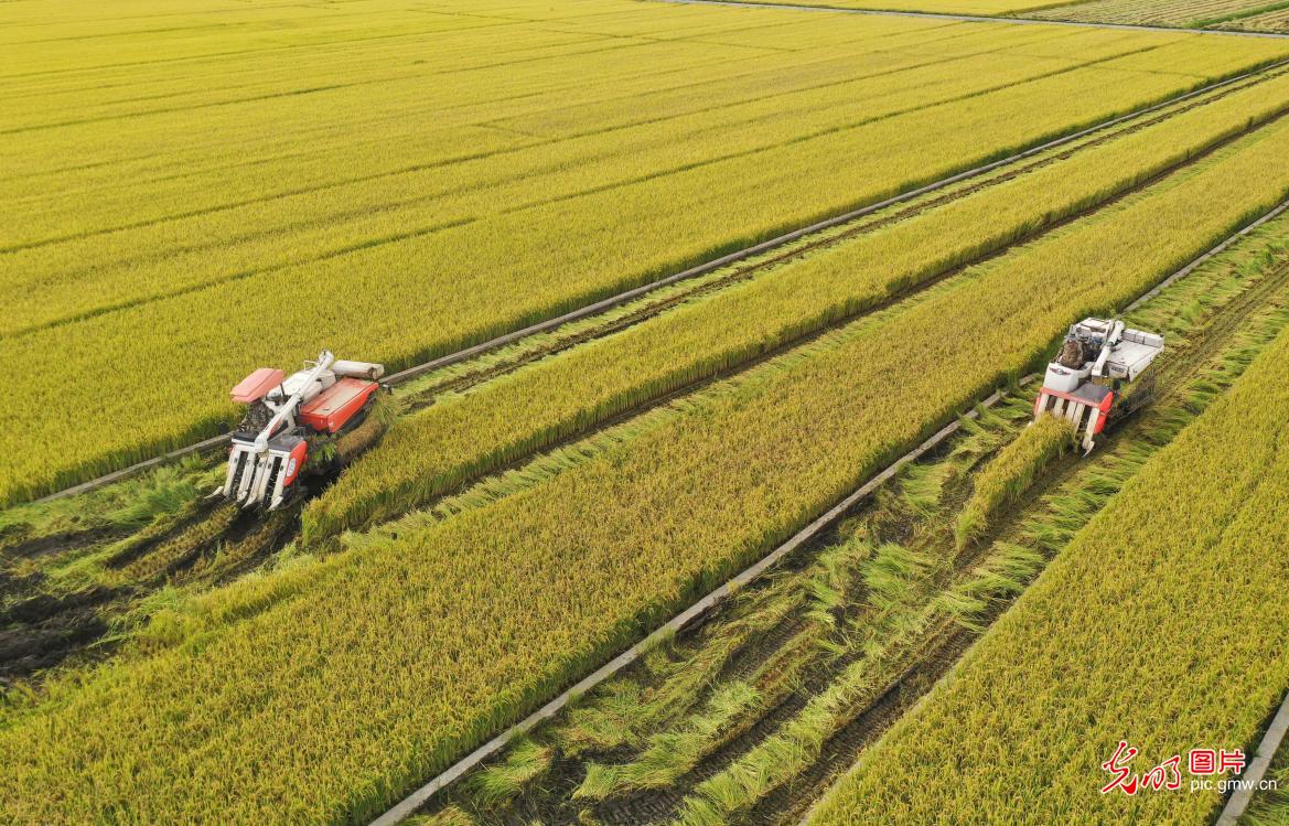 洱海畔万亩水稻迎丰收