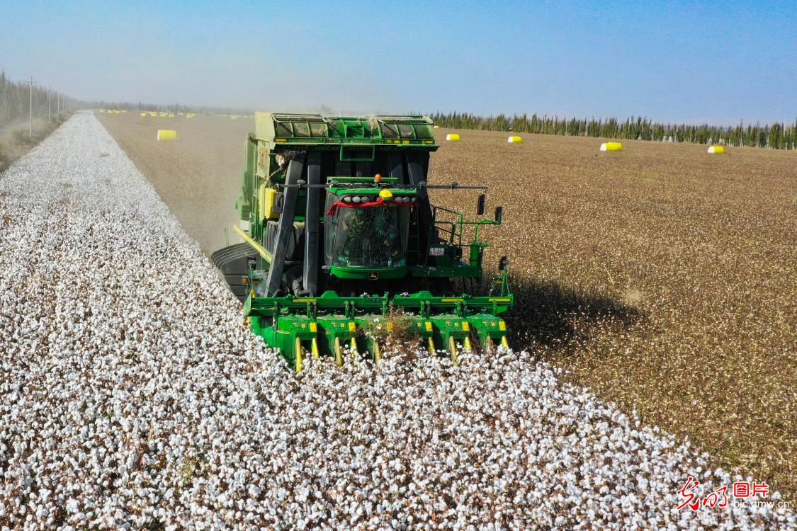 新疆博湖9万余亩棉花喜丰收