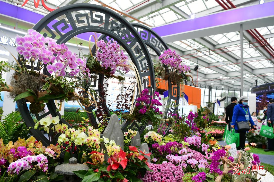 2022中国•合肥苗木花卉交易大会举行