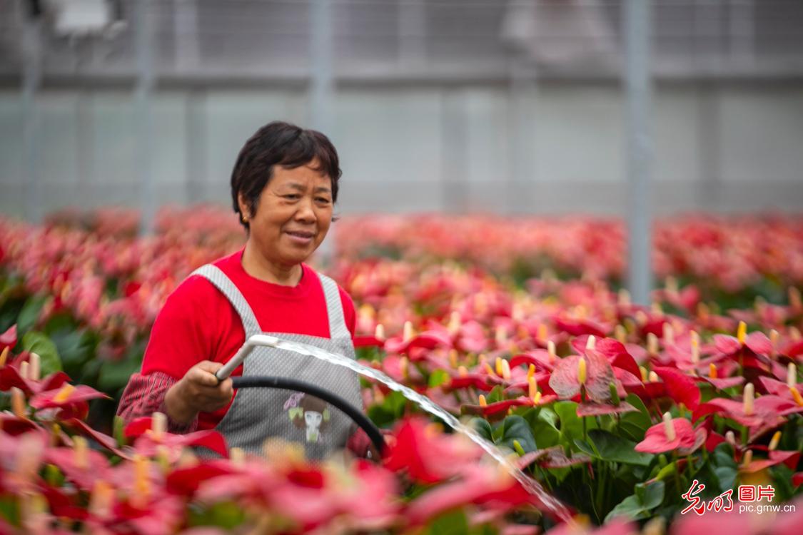 江苏泰州：花卉产业助力乡村振兴