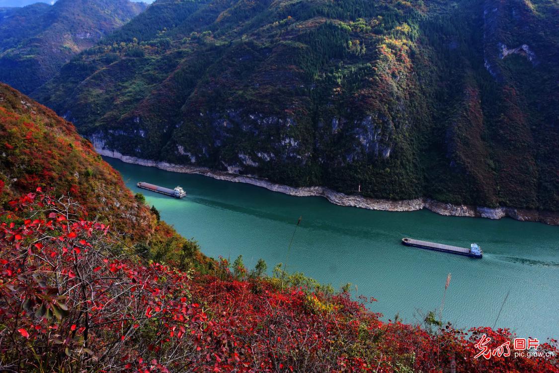 重庆巫山：红叶衬峡江