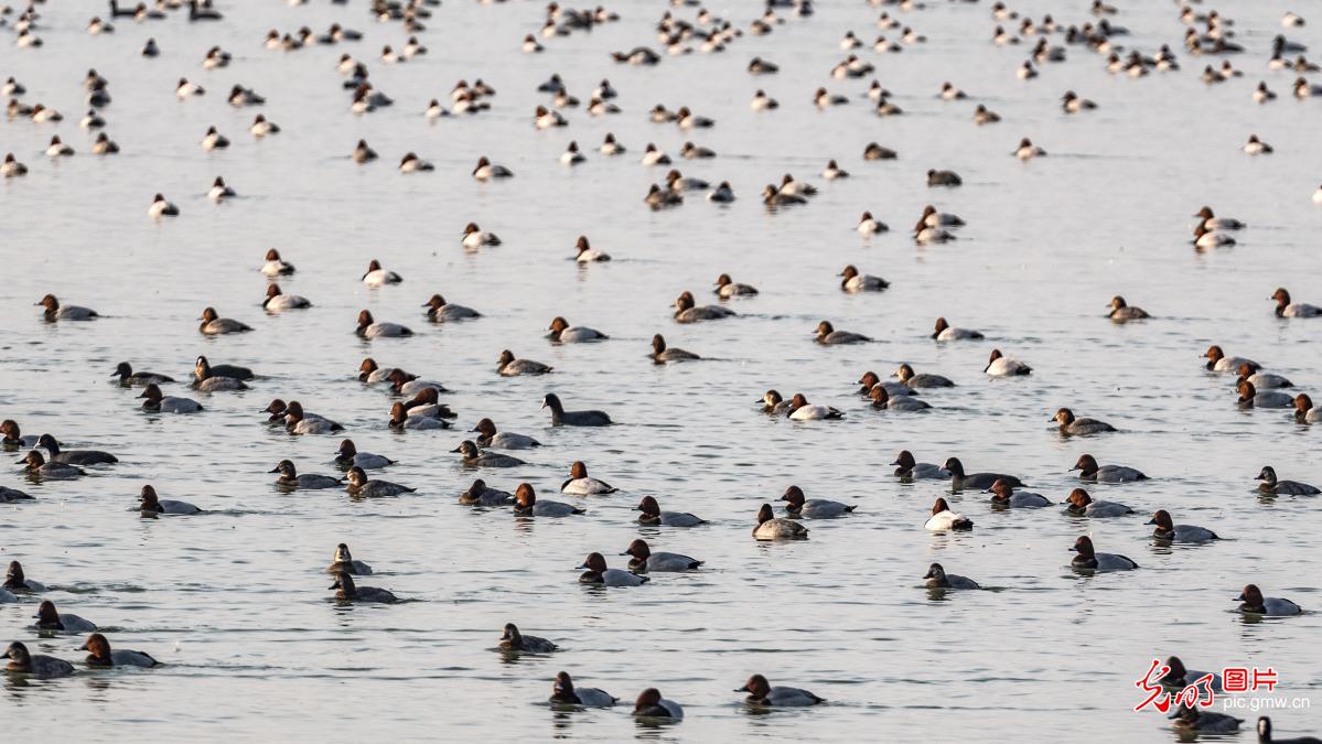上万只红头潜鸭 骨顶鸡在三门峡栖息越冬