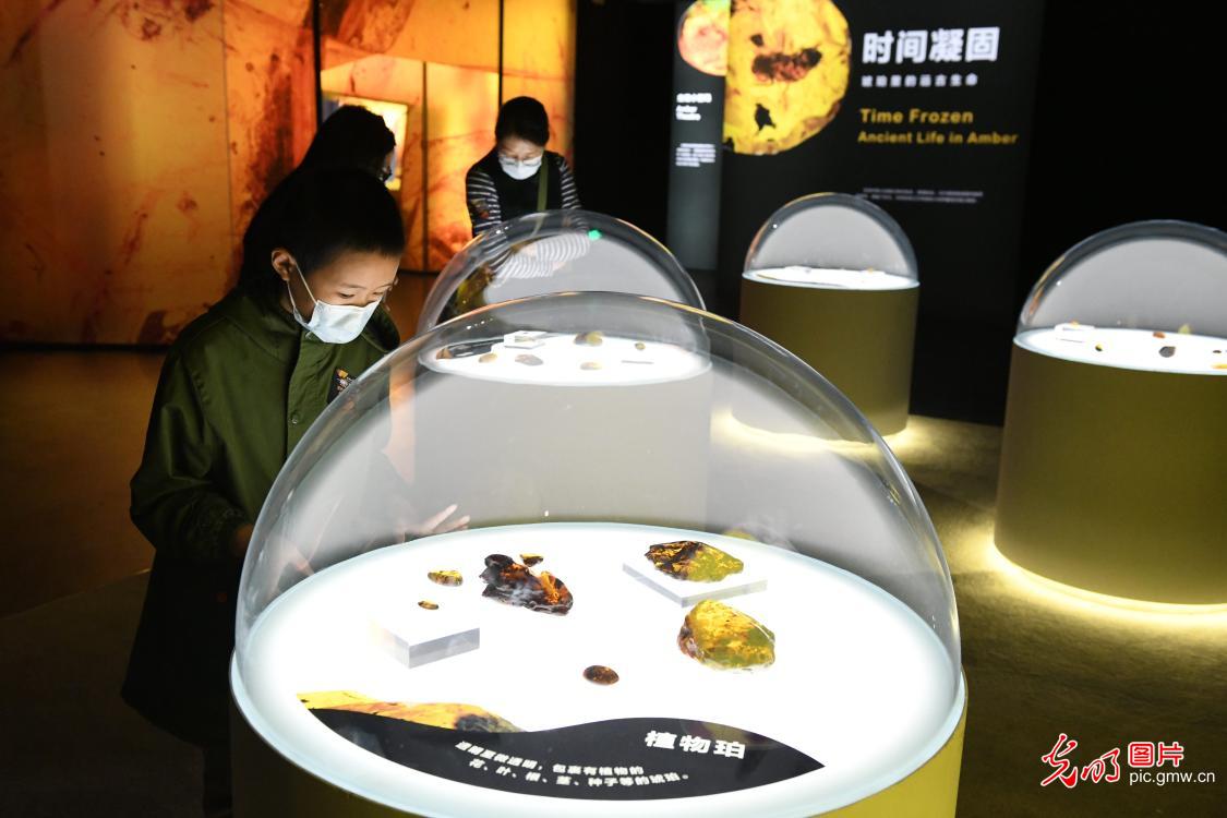 “一眼千万年——世界琥珀艺术展”在广州开展