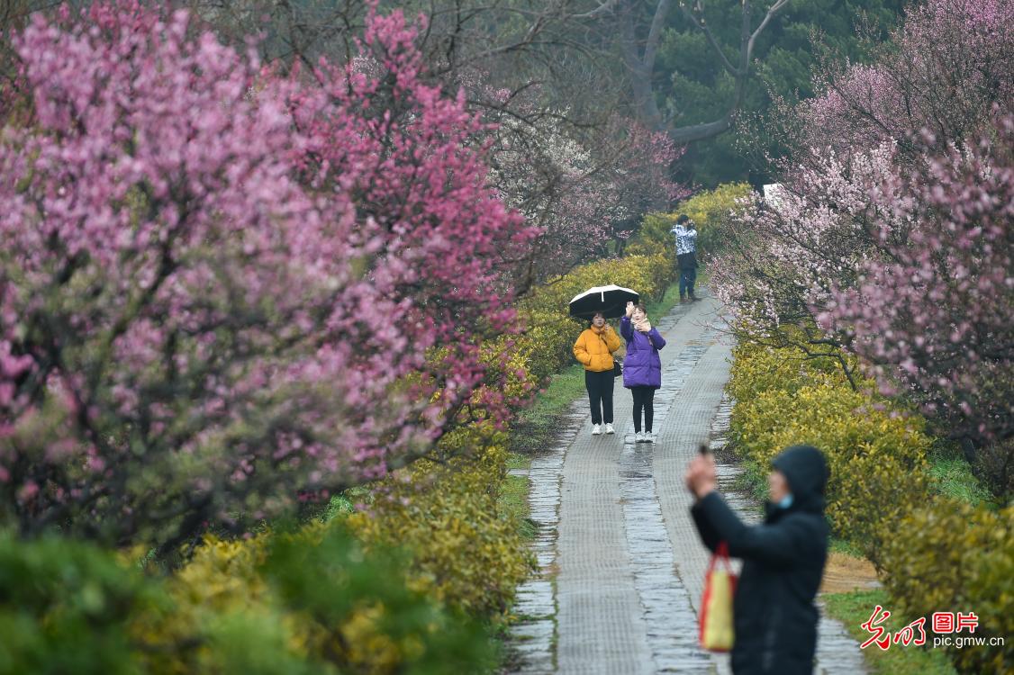 春暖花开 2023中国南京国际梅花节开幕