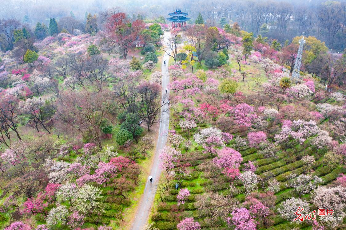 春暖花开 2023中国南京国际梅花节开幕