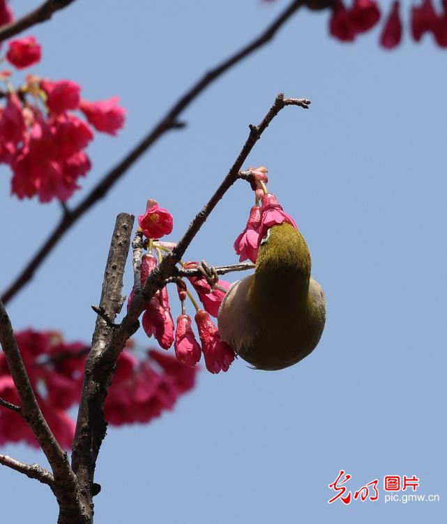 雨水将至 鸟戏花枝报春来