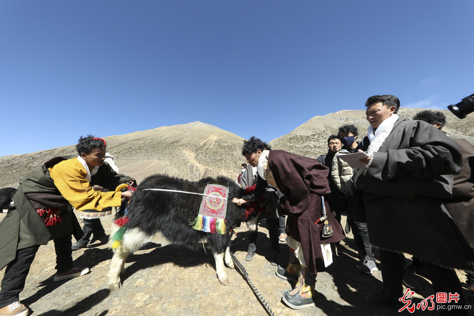 “门亚”牦牛品质比赛在墨竹工卡县举办