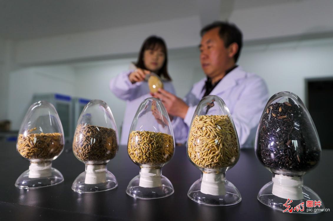 【春耕行动】科学育苗 让农业乘上科技的春风