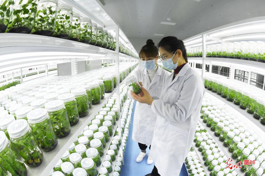 【春耕行动】科学育苗 让农业乘上科技的春风
