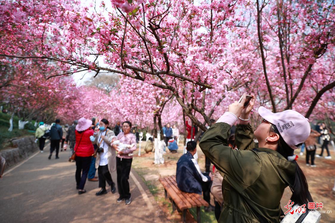 “樱”邀而至 圆通赏花 “樱”邀而至 圆通赏花
