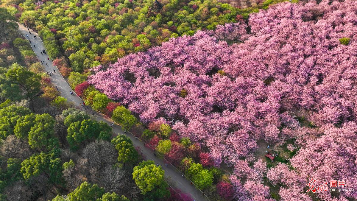 湖南常宁：樱花烂漫春色美
