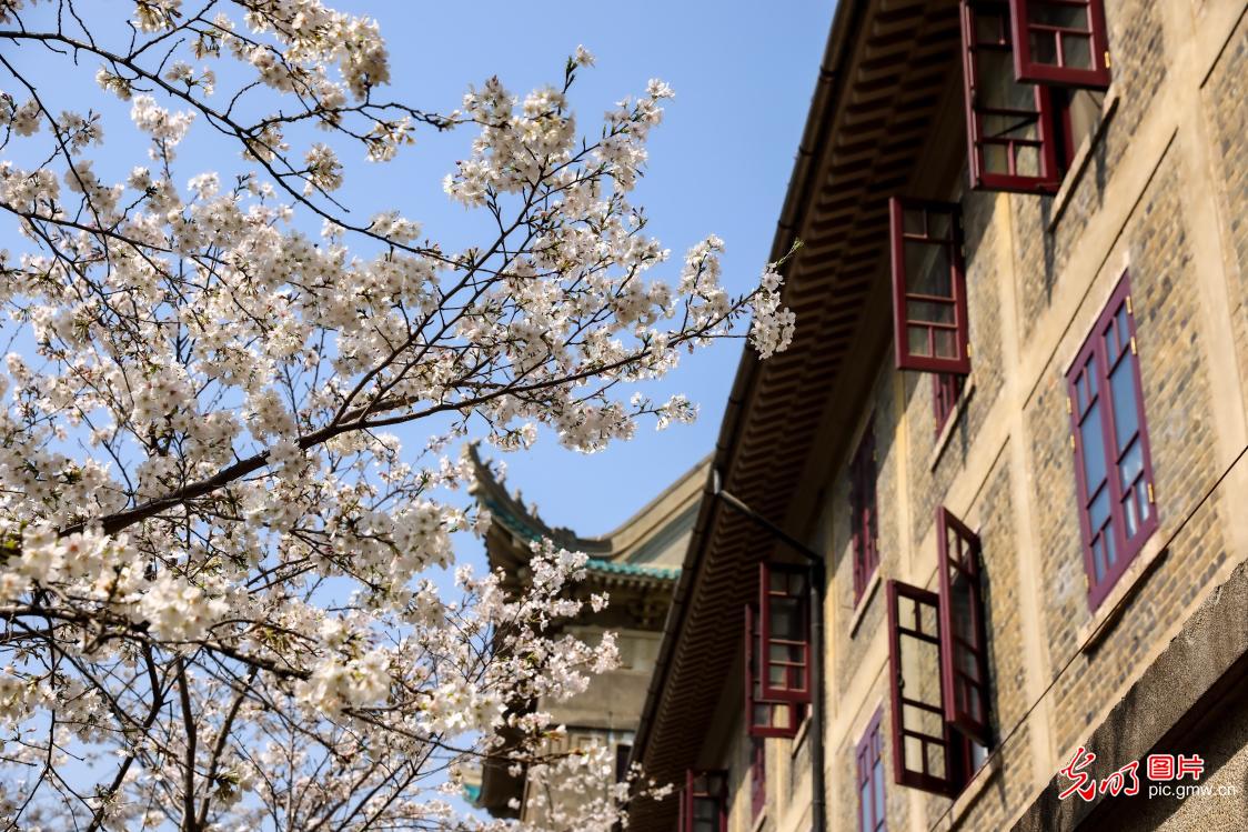 武汉大学对社会公众开放赏樱