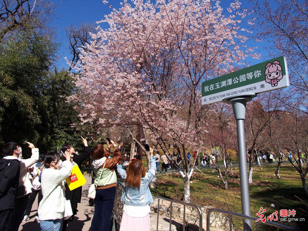 北京玉渊潭公园樱花节开幕