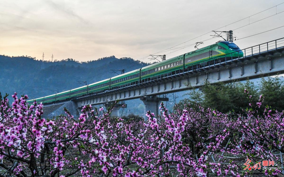 乘“春日列车”赏最美花海