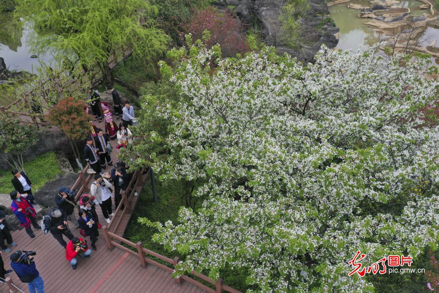 重庆万盛：石林风光奇特 吸引游客参观