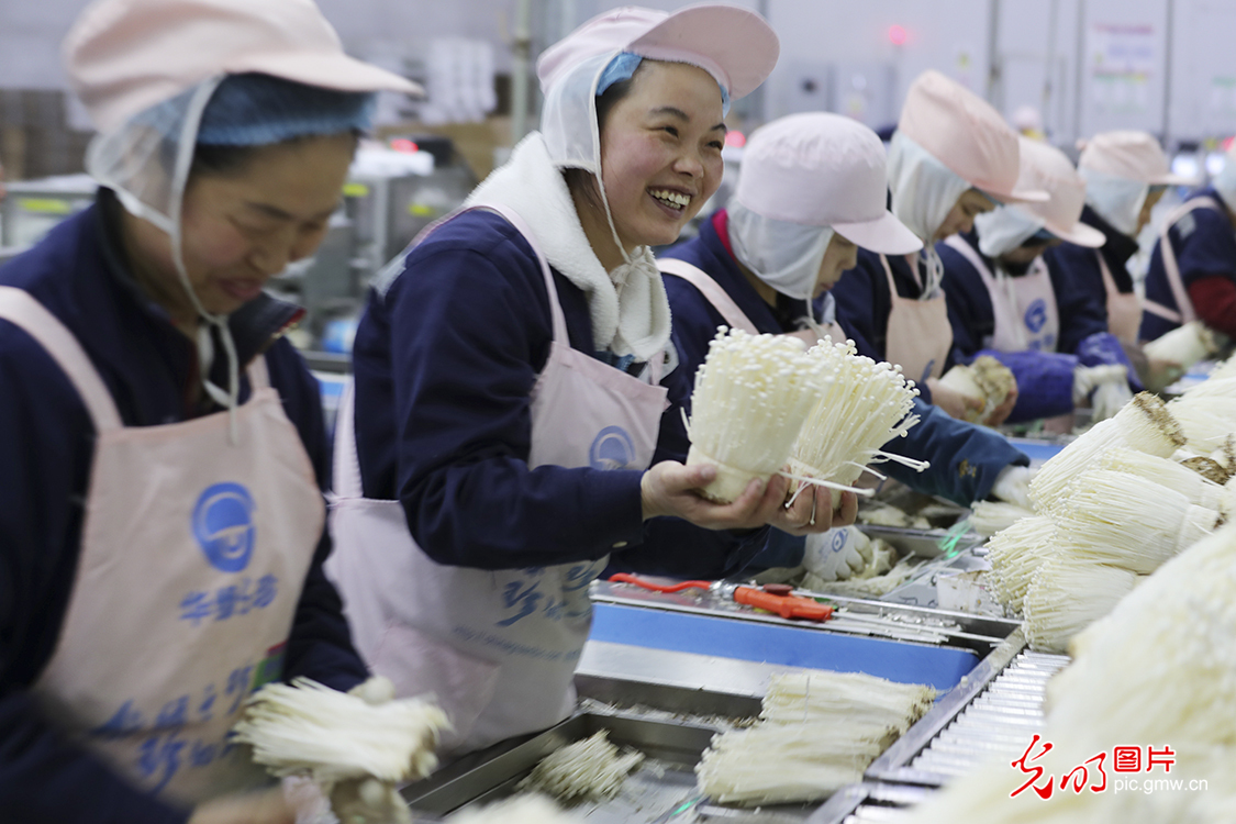 重庆万盛：小蘑菇培育出大市场