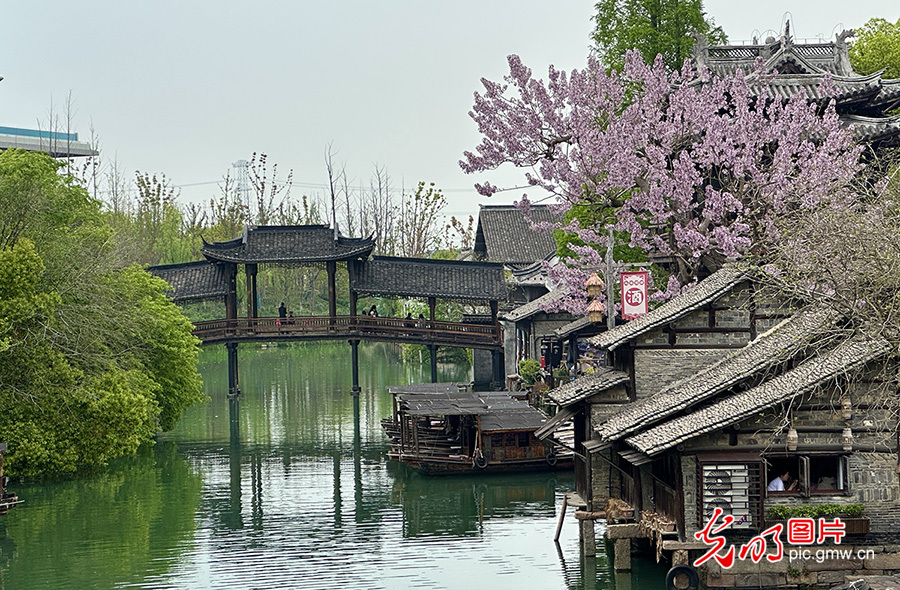 乌镇迎来春游踏青热潮