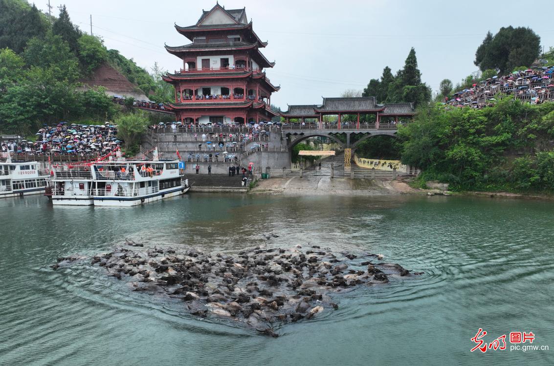 百牛渡江引客来