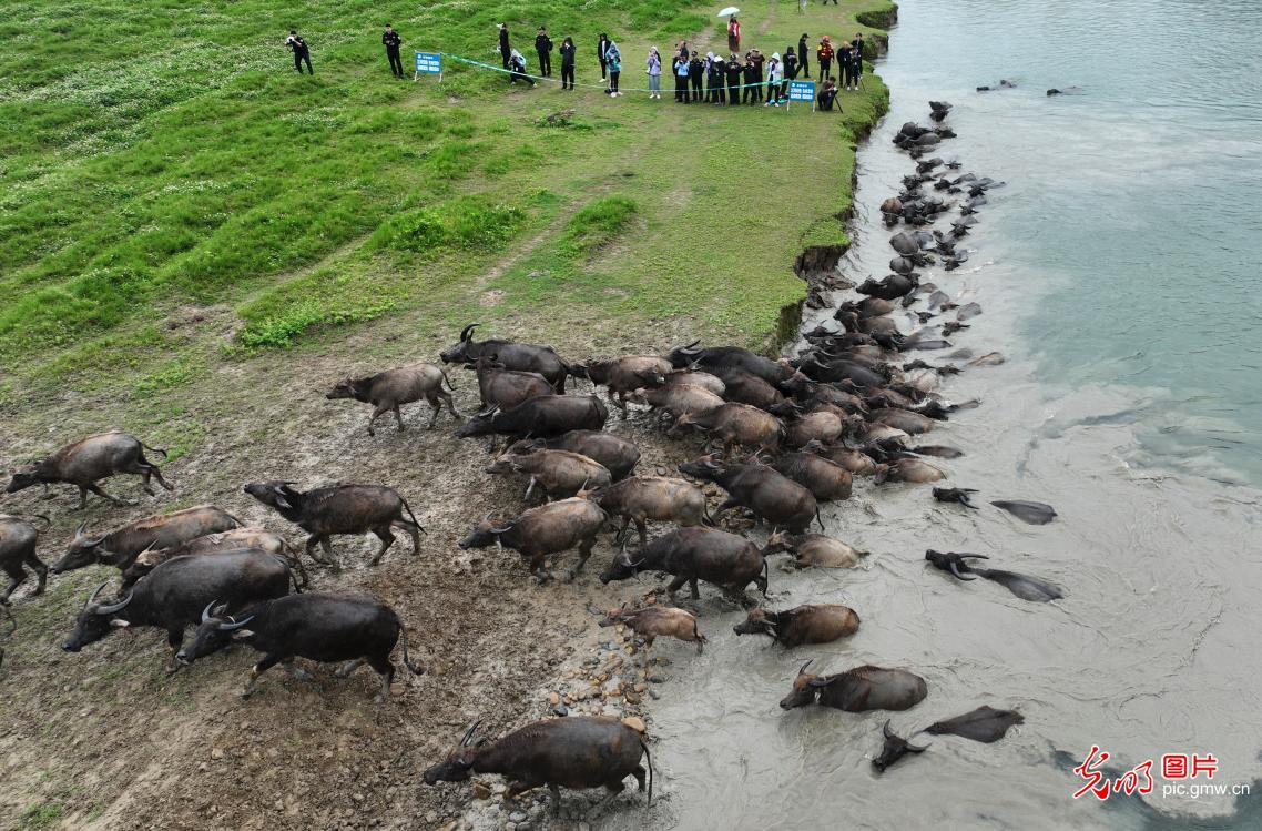 百牛渡江引客来