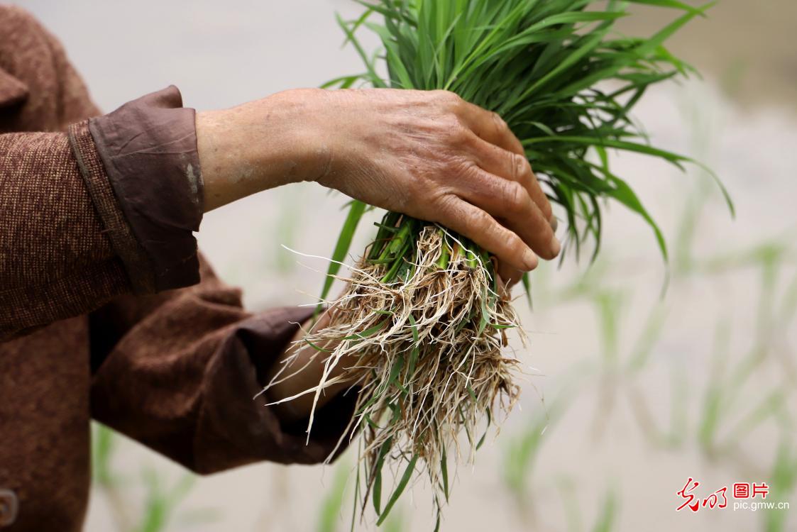 立夏将至农事忙