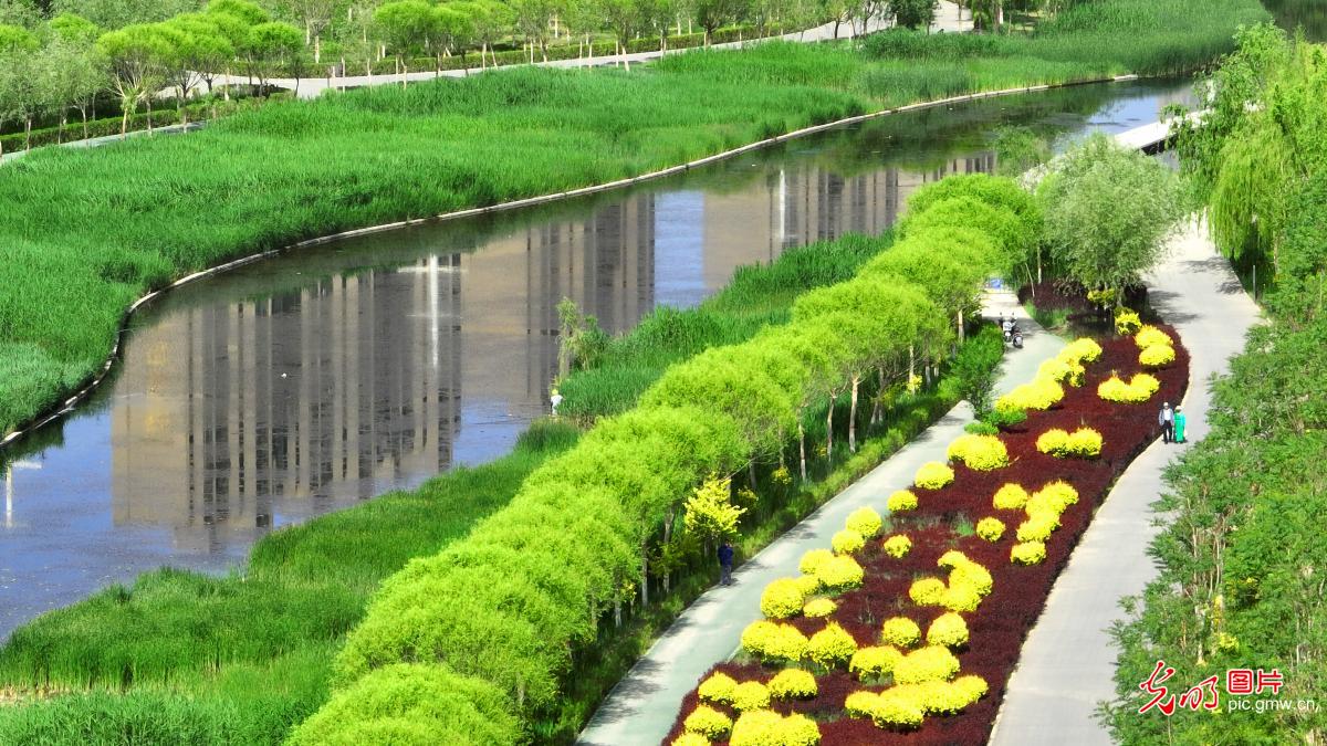 新疆库尔勒：初夏湿地美如画