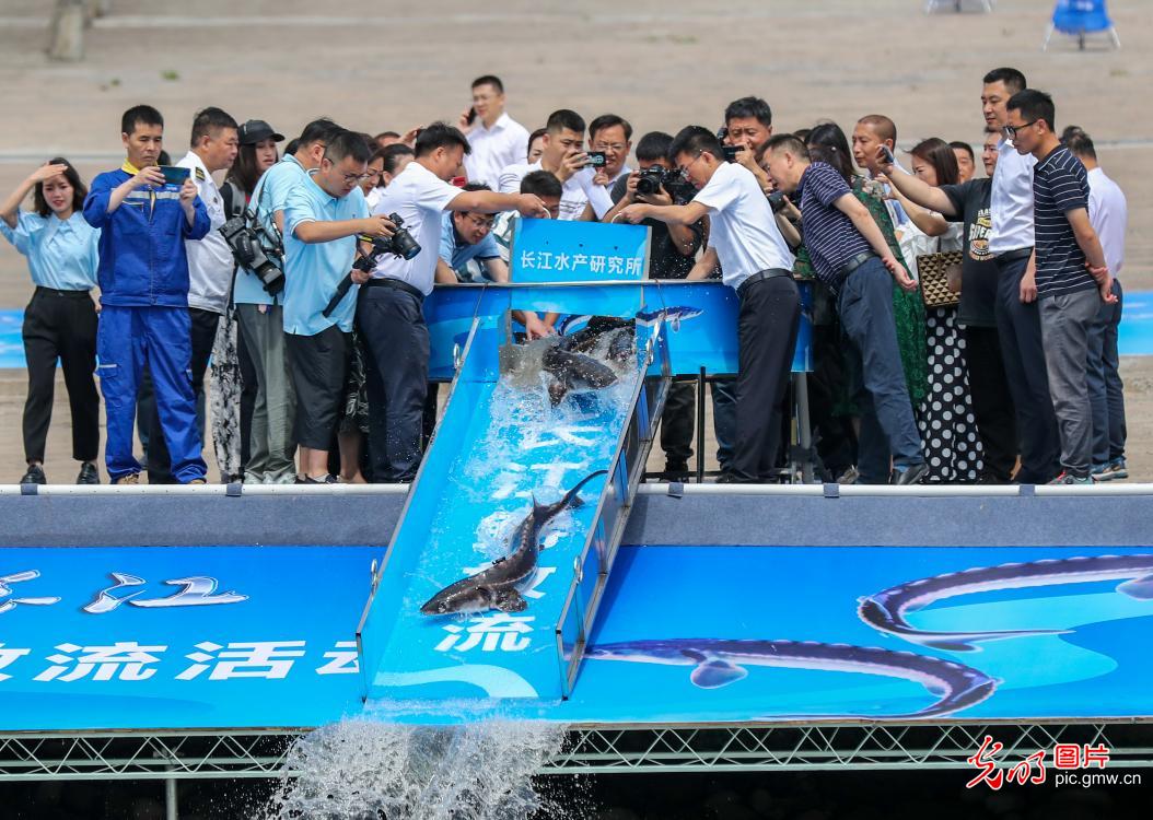 四川宜宾：8000余尾长江鲟回家